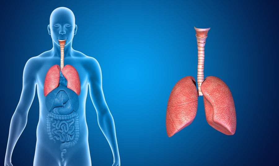 Υγεία πνευμόνων: Ποιες τροφές την ωφελούν και ποιες τη βλάπτουν